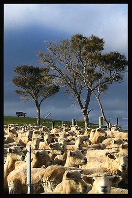 Rural New Zealand