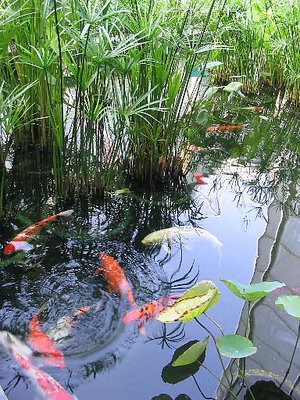 Fishpond