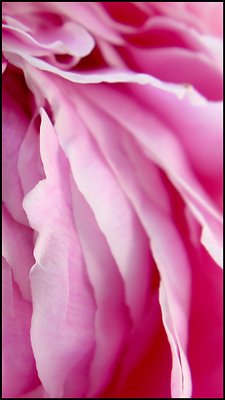 rose petal study 5