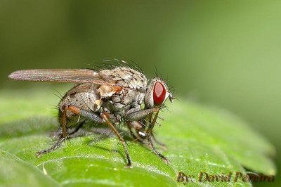 Fly on leaf