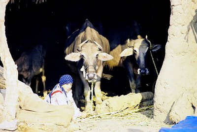 the girl&2cows