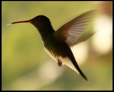 Beija Flor (Hummingbird)