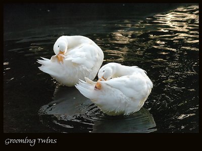 Grooming twins