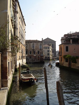 Swallows over Venezia