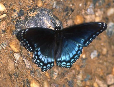 Red-spotted Purple Admiral