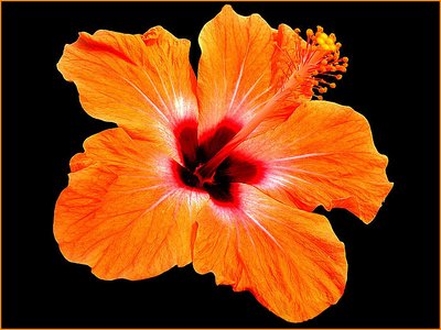 splendore-ibiscus