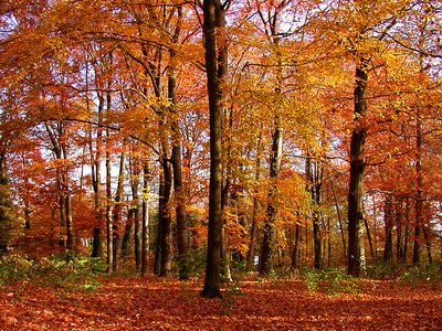 Colors in Autumn