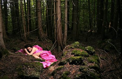 Woodland nest 2