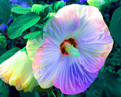 A Hibiscus of many colors