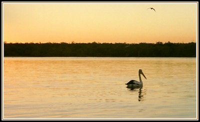 The pelican sunset