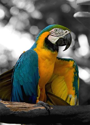Macaw