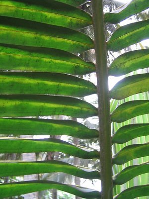 Leaves