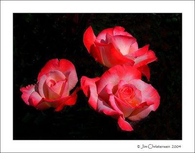 Three Roses