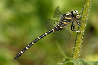 Male Golden-Ringed Dragonfly