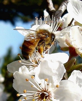 Bee over Prunus flowers