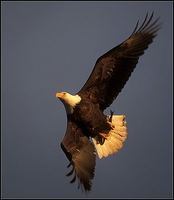 Bald Eagle at Sundown