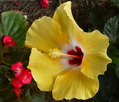 Yellow Hibiscus and Friends