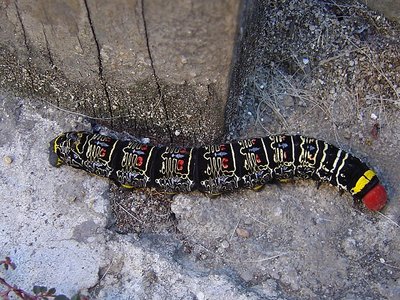 Caterpillar from my garden