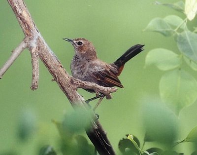 Indian Robbin