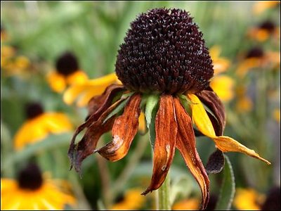 Brown Eyed Susan