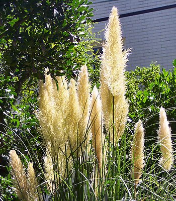 Pompous Grass
