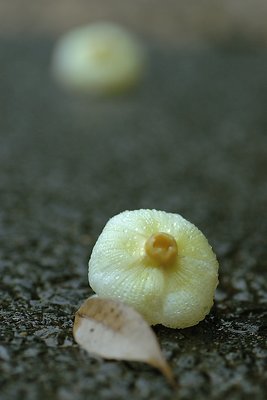 look like a garlic?