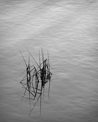 WetLands Study 4