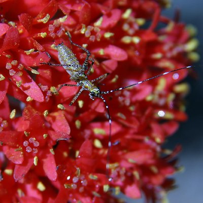 Striped Bug on Red and Yellow Flowers