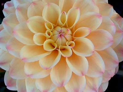 Dahlia IV