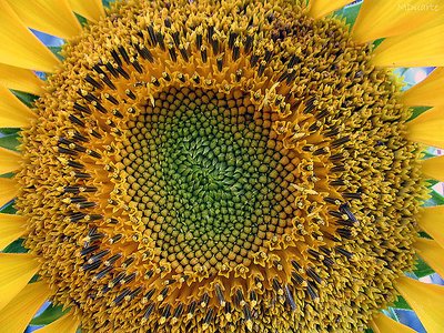 SunFlower II