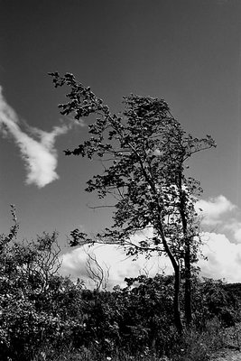 Two Trees at Blue 