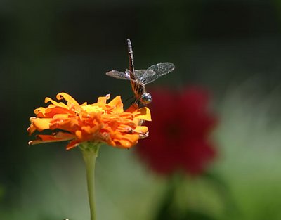 Handstand