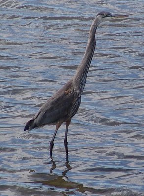 great blue heron 1