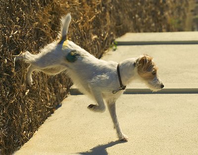 Jack Russell Balance