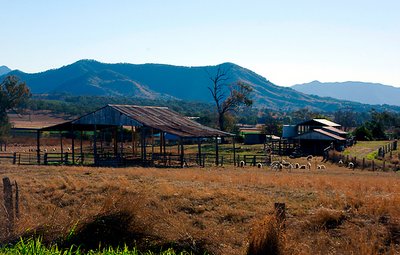 Sheep and Sheds