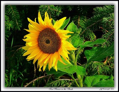 SunFlower in the Shade!