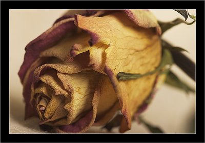 The End of a Rose
