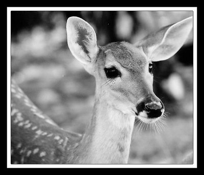 Fawn #2