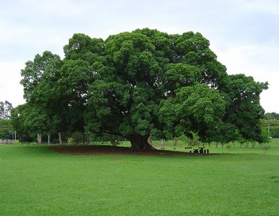 Ficus
