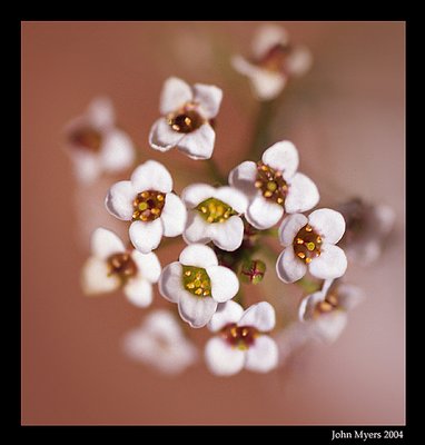 Alyssum