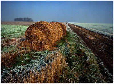 Frosty Morning