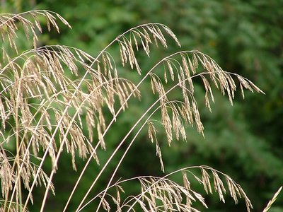 Roadside - Wild crop