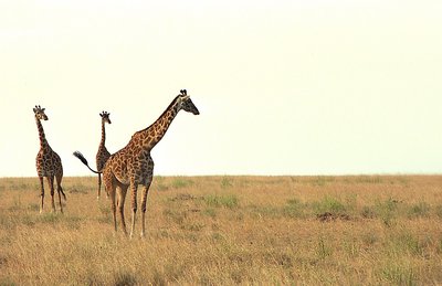 Serengeti Tris