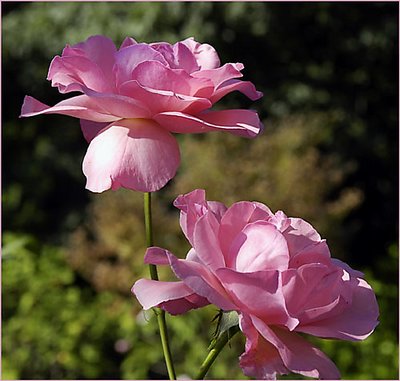 Two pink roses