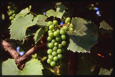 first grapes