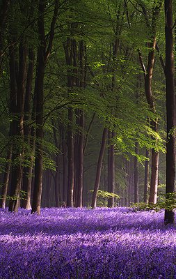 Beech Cathedral