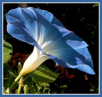Shadow in Blue