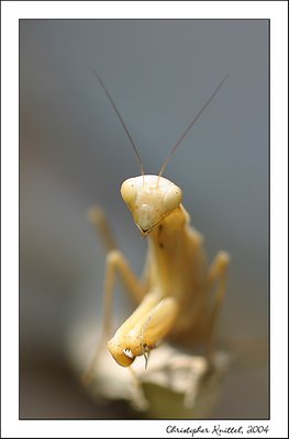 Praying Mantis