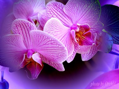 Orchid for my friend Jeff...:)))