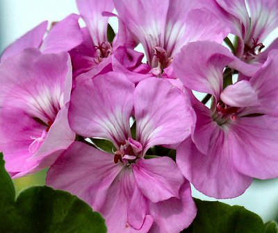 Pink Geraniums